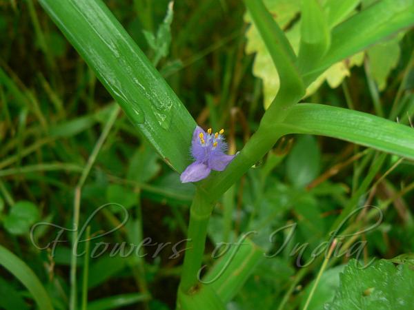 Creeping Cradle Plant